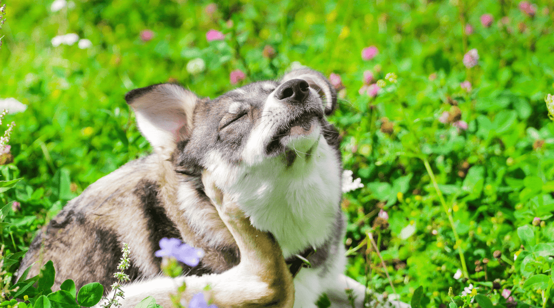 probiotica hond bijwerkingen