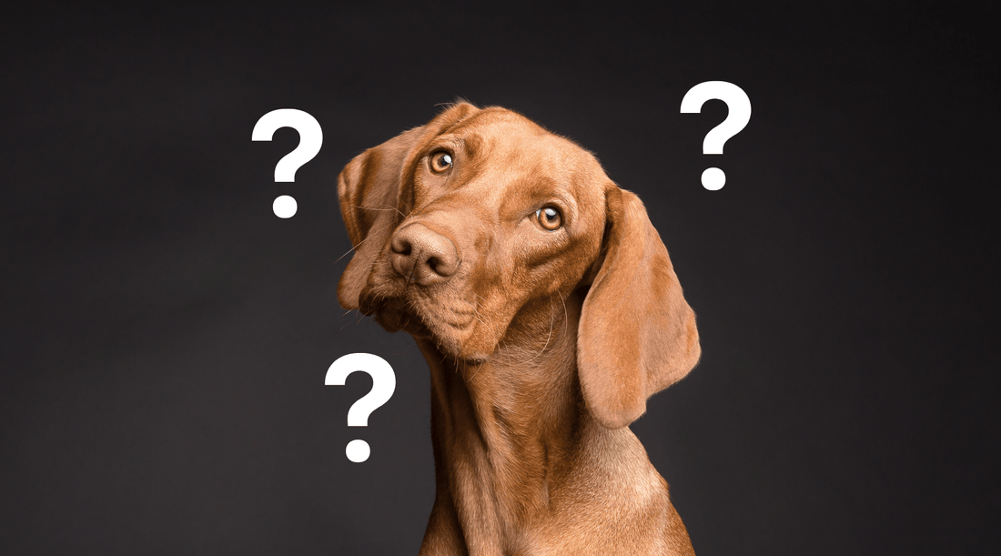 Wat is het verschil tussen probiotica en prebiotica voor je hond?