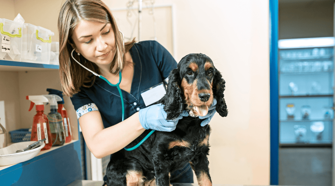 probiotica hond dierenarts
