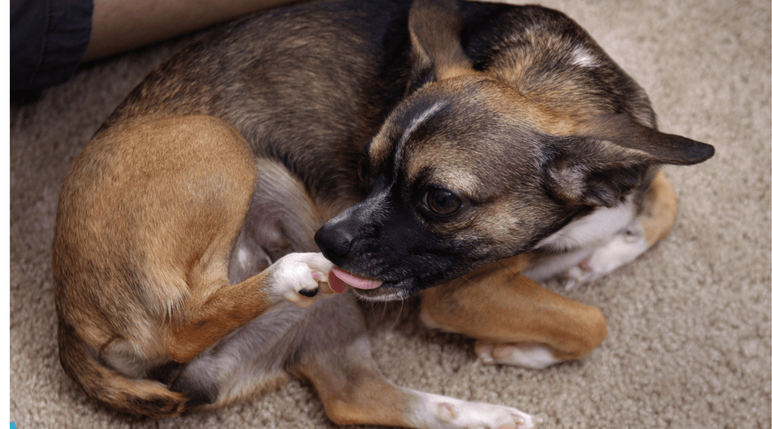 probiotica hond tegen jeuk