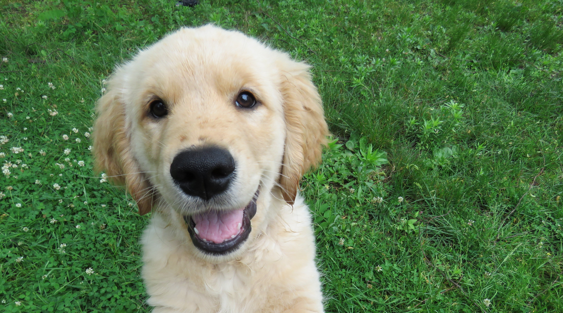 probiotica voor puppy