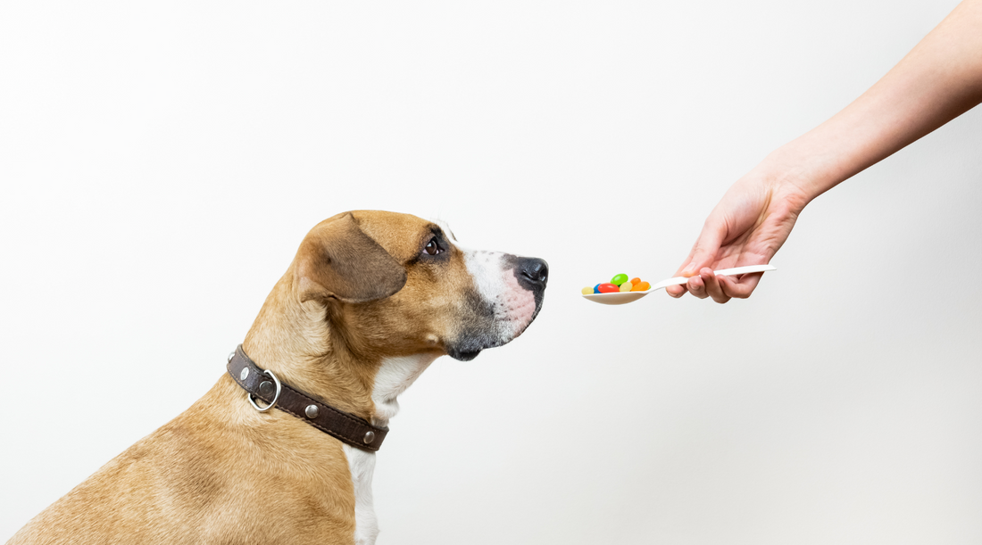 probiotica snoepjes hond